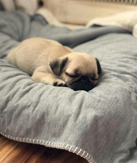 Sleep tight baby boy! #pug | Cute baby pugs, Baby pugs, Cute pug puppies