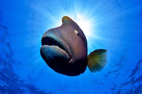 HUMPHEAD WRASSE FACTS - CRITTERFACTS