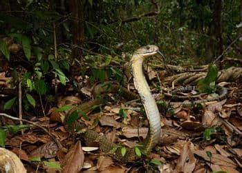 La Cobra Real Caracteristicas Habitat Alimentacion Anatomia - Animales En El Mundo - Blog Aobre ...