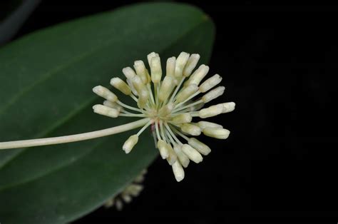 Smilax plant 1 (Smilacaceae) image 42901 at PhytoImages.siu.edu