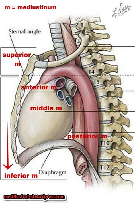 Subdivisions of the mediastinum | Medical anatomy, Human anatomy and physiology, Medical knowledge