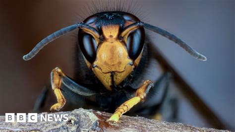 UK bees in danger as Asian hornet sightings rise