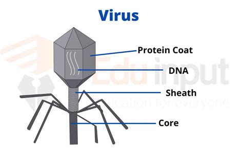 General Structure of Viruses- Viral Capsid, Envelop and Genome