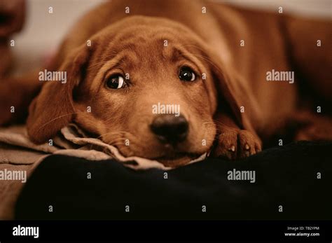 cute light-brown labrador retriever puppy Stock Photo - Alamy