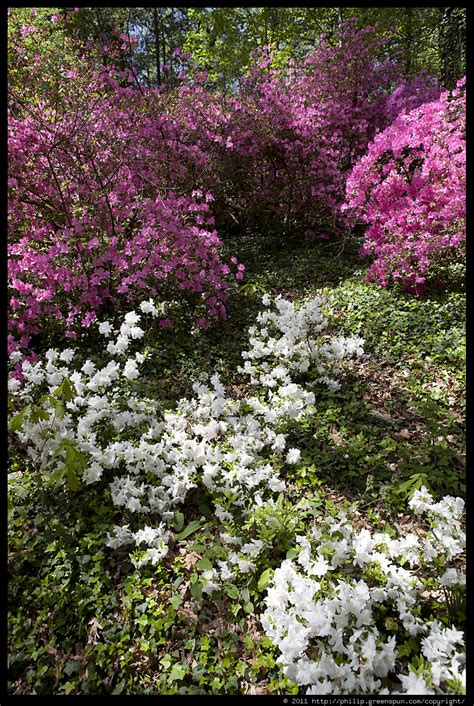 Photograph by Philip Greenspun: national-arboretum-azaleas-11