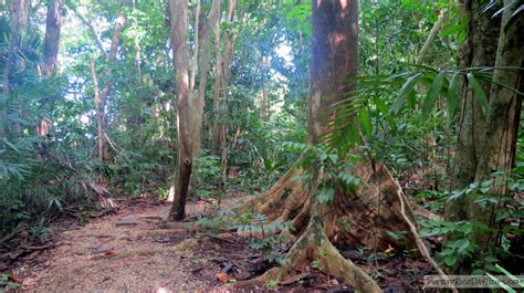 Bosque Estatal San Patricio: A Little Forest in the City | PRDayTrips