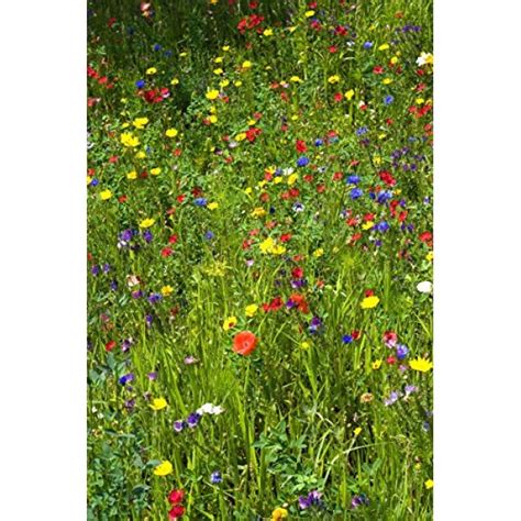 Wildflower Seeds Bulk Annual Seed Mix Plus Full Growing Guide ...