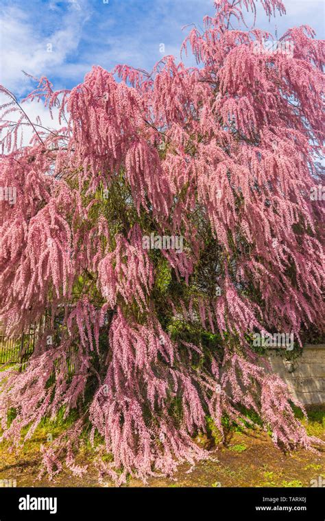 Tamarix tree hi-res stock photography and images - Alamy