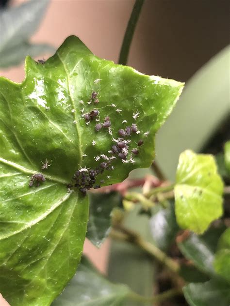 Bugs are infesting our English Ivy house plant : r/plantclinic