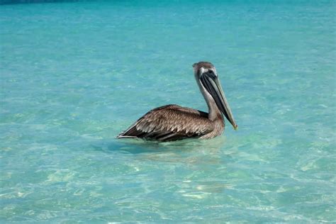 The Pelican Spirit Animal: Understanding Pelican Symbolism And Dream ...