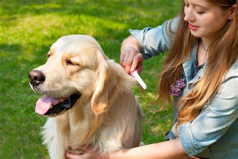 Everything to know about how to groom a Golden Retriever - K9 Web