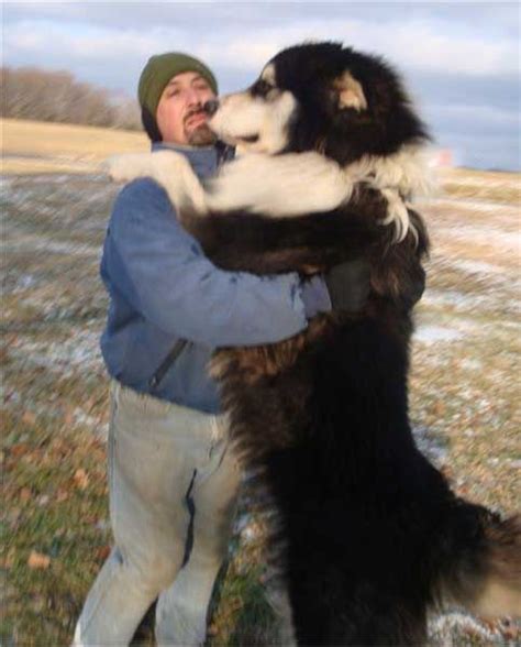 Alaskan Malamute Size Comparison To Human - Pets Lovers