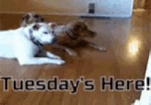 Tuesdays Here Funny Animals GIF - Tuesdays Here Funny Animals Dog ...