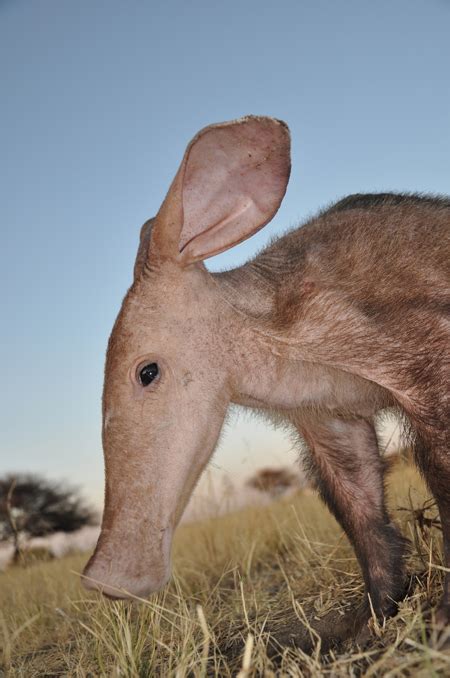 Rescuing Beatrice, the baby aardvark - Africa Geographic