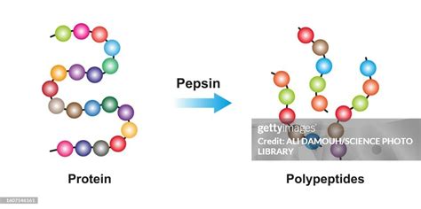 Pepsin Enzyme Function Illustration High-Res Vector Graphic - Getty Images