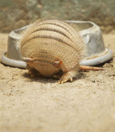 Armadillo rolling in stock photo. Image of desert, novemcinctus - 36386884