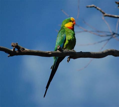 Superb Parrot - BirdForum Opus | BirdForum