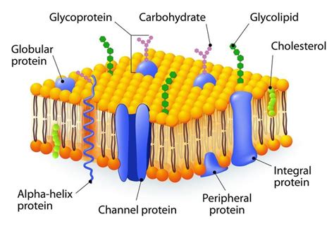 Cell membrane | Cell membrane structure, Cell membrane, Plasma membrane