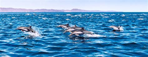 Dolphins and Porpoises - Pacific Beach Coalition