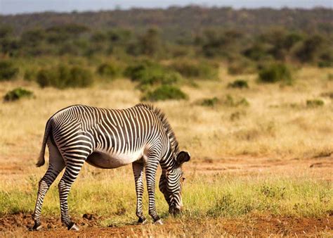 60 Zebra Facts for Animal Lovers and Africa Travelers (All 3 Species ...