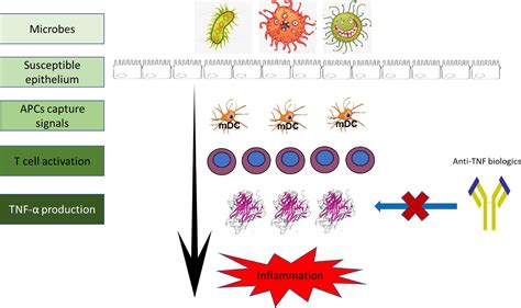 Evaluation of anti-TNF therapeutic response in patients with ...