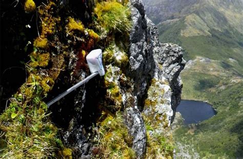 Rock wren/tuke: Tiakina Ngā Manu monitoring results