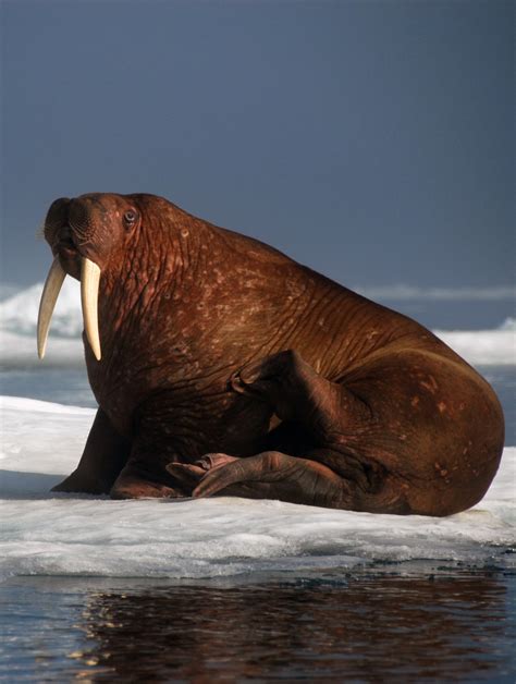 Female and young walruses depend on disappearing Arctic sea ice for food sources » TrueViralNews