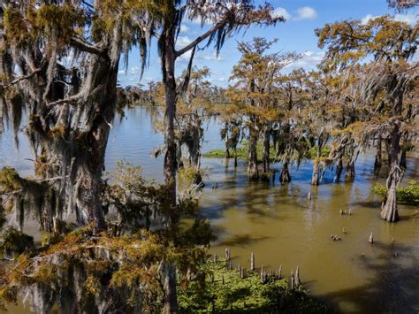 Photos: The nation’s largest remaining river swamp – Southerly