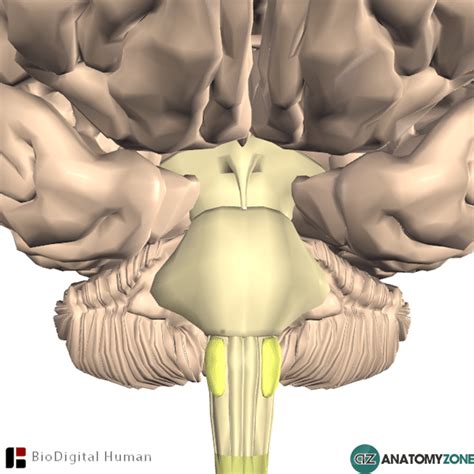 Olives of Medulla - AnatomyZone