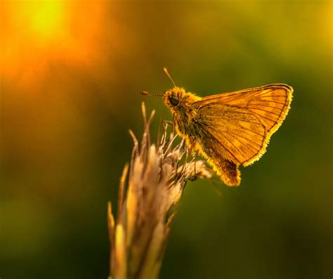 Brown Moth Spiritual Meaning and Symbolism: Explained