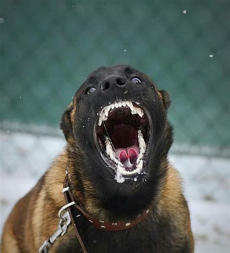 Belgian Malinois Dog with Alert Expression