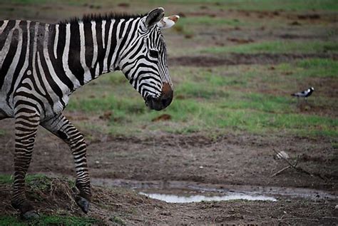 "Zebra running from lion pack" Photographic Prints by ajhb89 | Redbubble