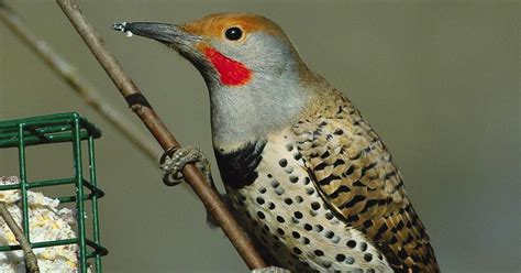 9 fast facts about songbirds