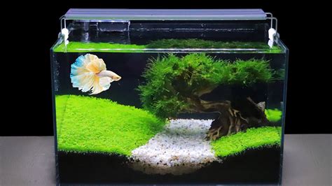 How To Grow Aquatic Plants in Aquarium Amazing Diy Aquascape For Betta Fish No Co2 Have Filter ...