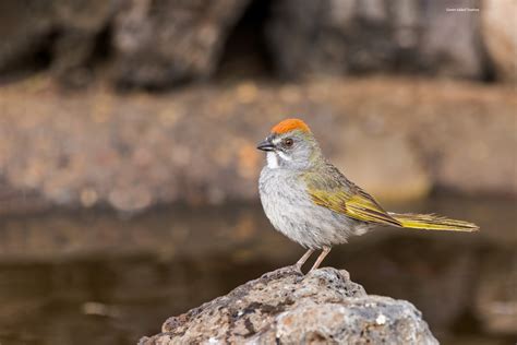 Good things come to those who wait patiently | Great Bird Pics