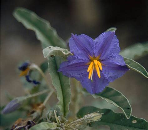 Weed of the Week: Silverleaf Nightshade | Forage Fax