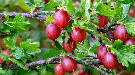 Order Fruit Trees Online | Mail Order Nursery - Raintree Nursery