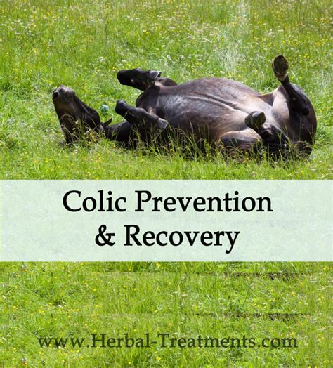 Colic Prevention & Recovery in Horses - Caraf Avnayt's Herbal Treatments