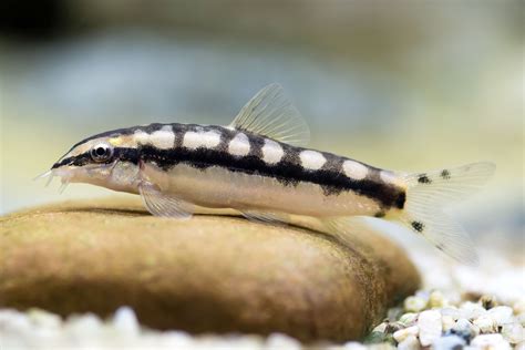 Dwarf Chain Loach | Nano FIsh | Shrimpy Business