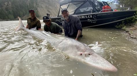 700-pound sturgeon caught in Fraser River near Lillooet | CTV News