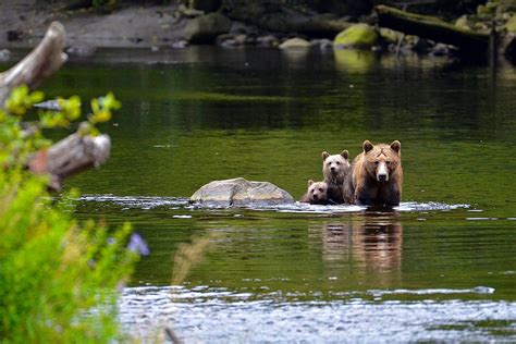 Grizzly Island - Discover the Natural Wonderland - Find Islands