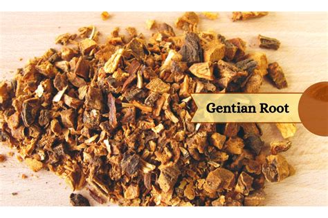 Gentian Root Benefits And Uses For Skin, Gut And More