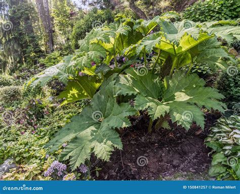 Giant Rhubarb shrub stock image. Image of flora, gunnera - 150841257