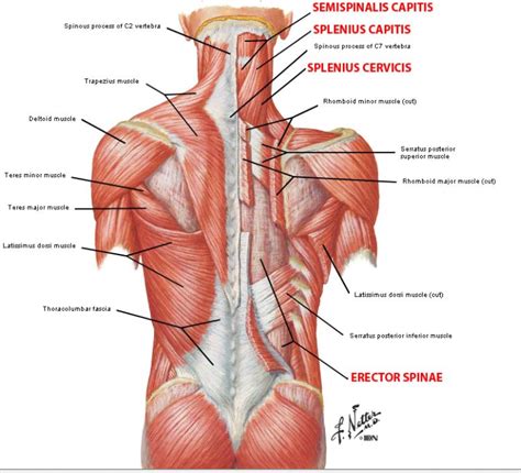 Cervical Region Muscles