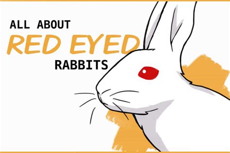 Why Do Some Rabbits Have Red Eyes?