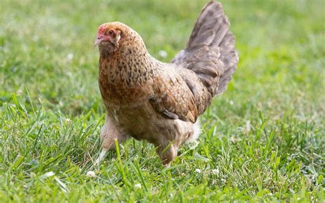 Easter Egger Hen vs. Rooster: What Are the Differences? - A-Z Animals