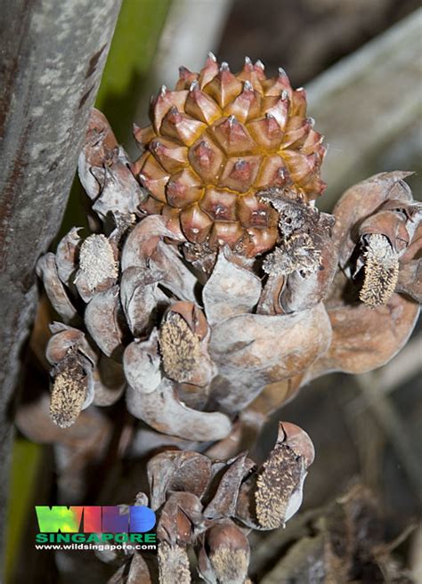 Nipah palm (Nypa fruticans) fruit | More about this palm on … | Flickr