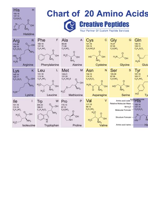 20 Amino Acids Chart printable pdf download