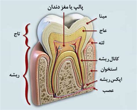 کارودنت – آناتومی دندان