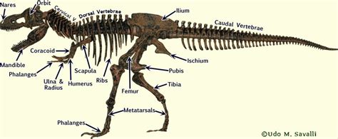 Tyrannosaurus Rex Skeleton Diagram - Origami